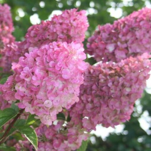 Hydrangea paniculata Sundae Fraise ®
